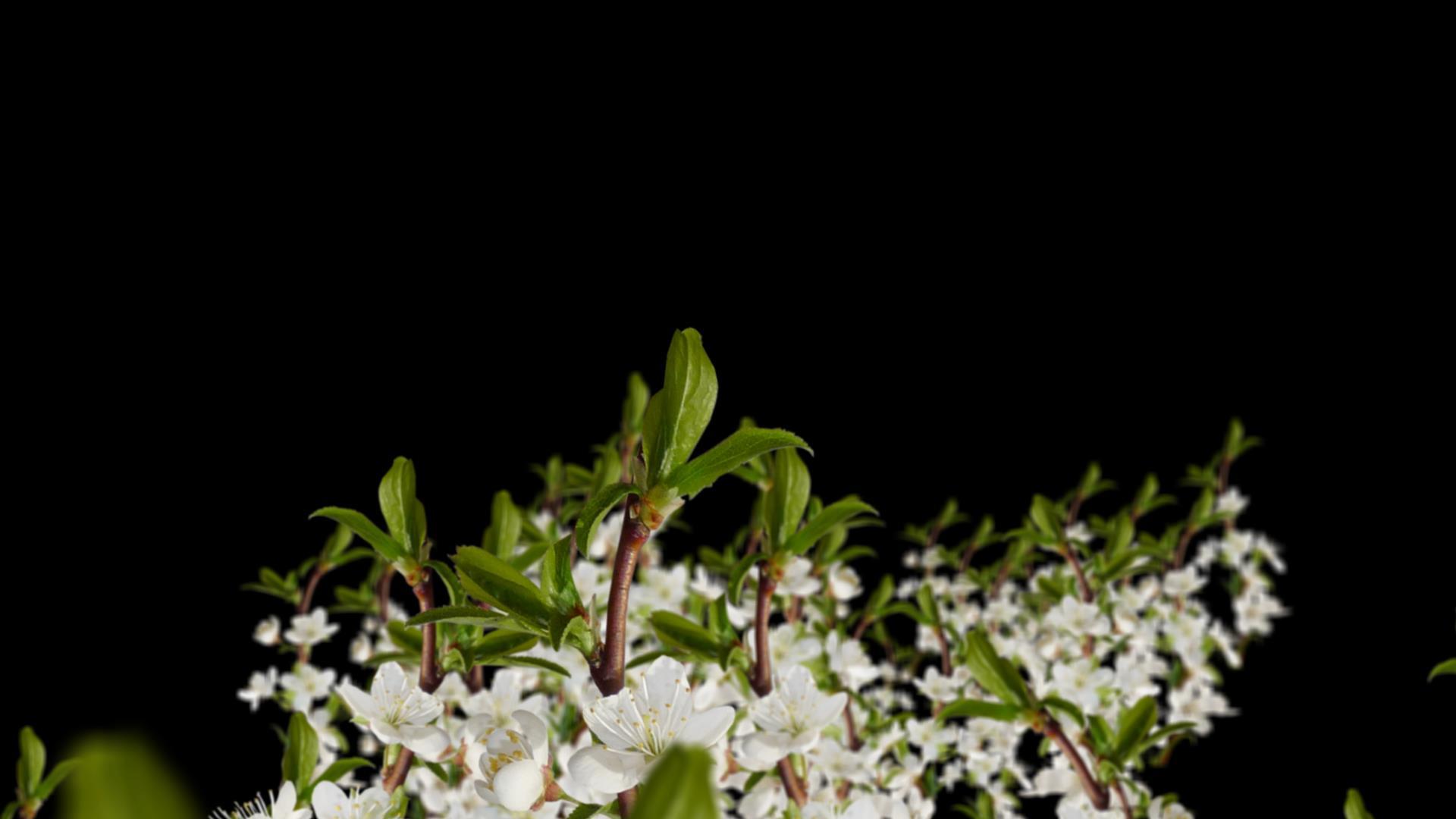 白色梨花树穿梭视频的预览图