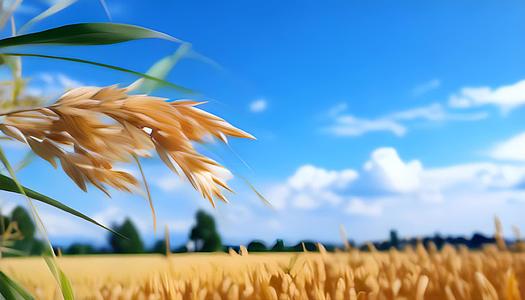 农场里成熟的小麦作物视频的预览图