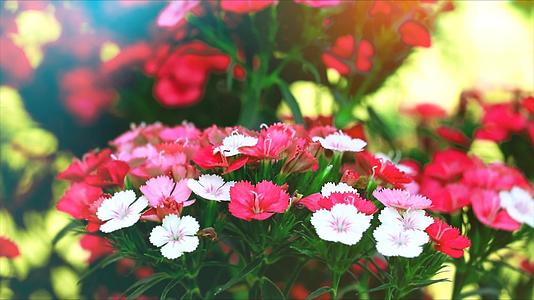 diathusBarbabatus红白花开花绿叶背景模糊视频的预览图