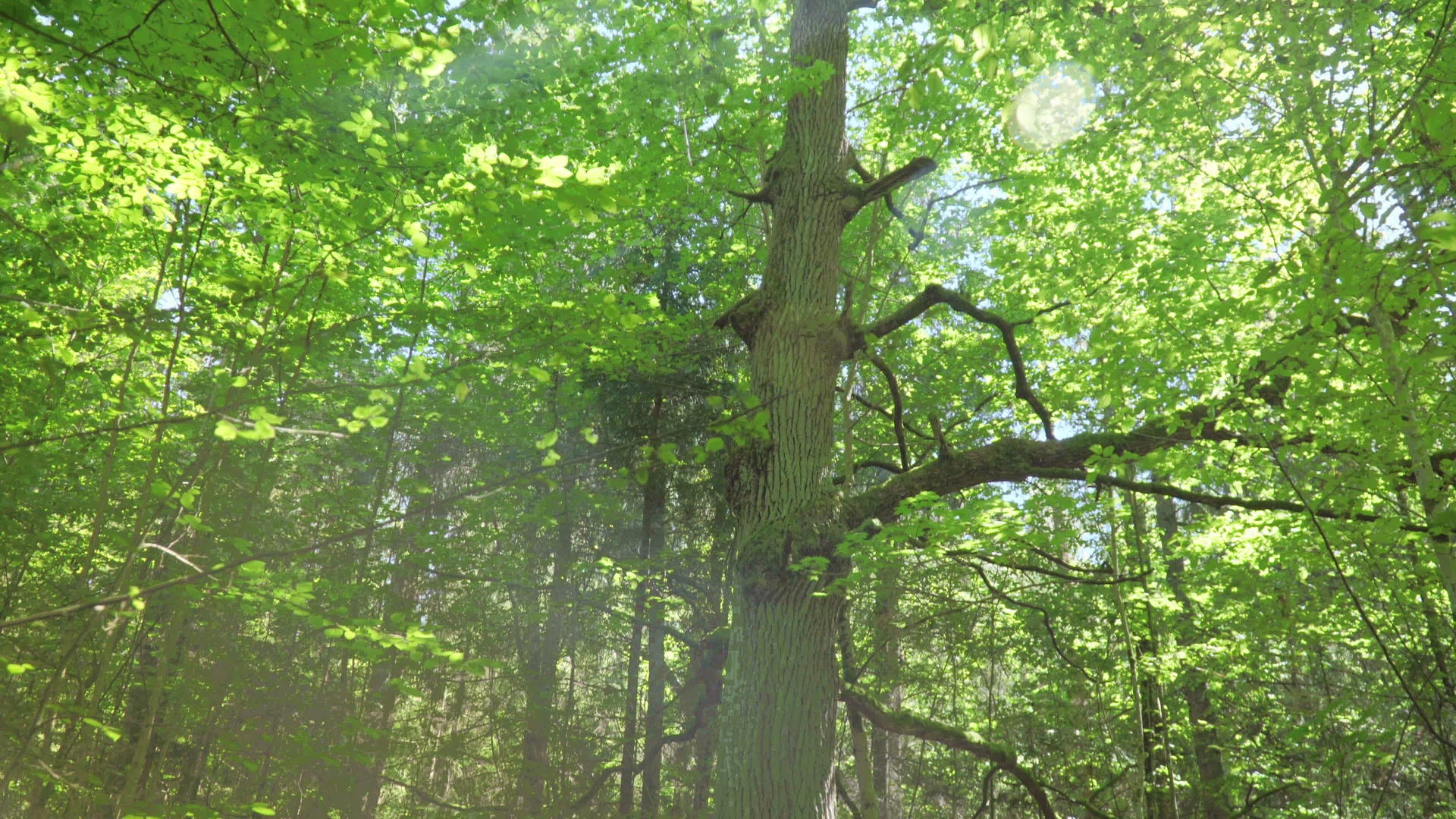 大橡树在茂密的森林中种植大树枝在茂密的森林中生长视频的预览图