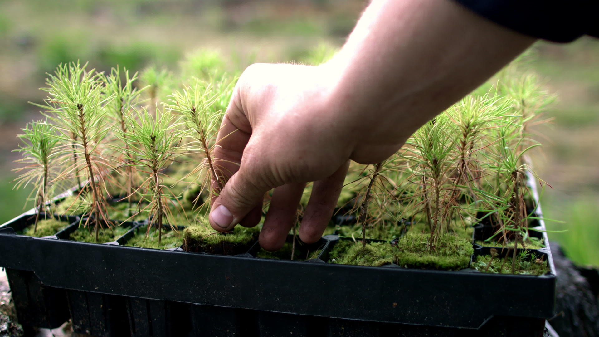 人类用手从土壤和塑料罐头中提取松树幼苗视频的预览图