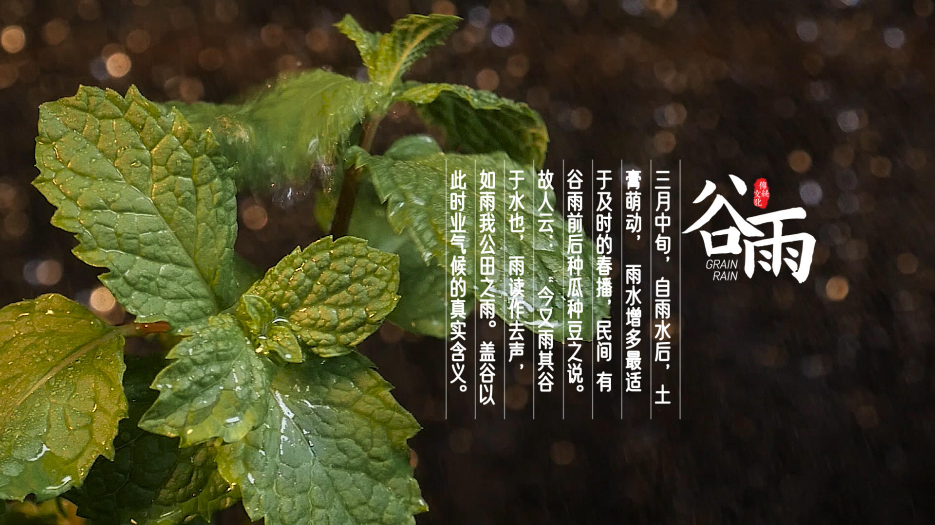 24节气动画展示谷雨AE模板视频的预览图