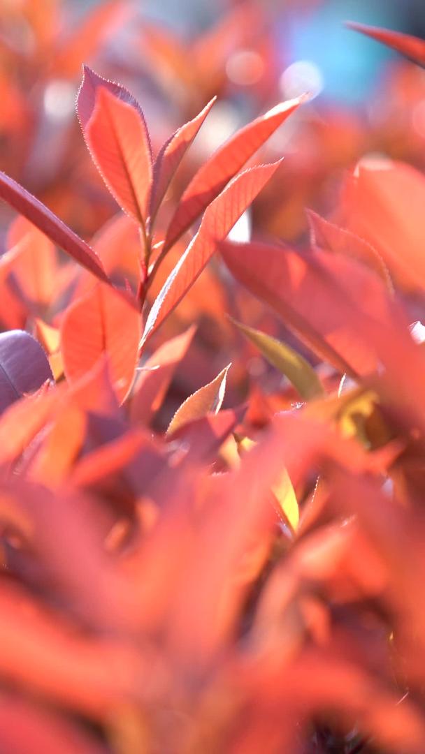 阳光明媚的植物视频的预览图