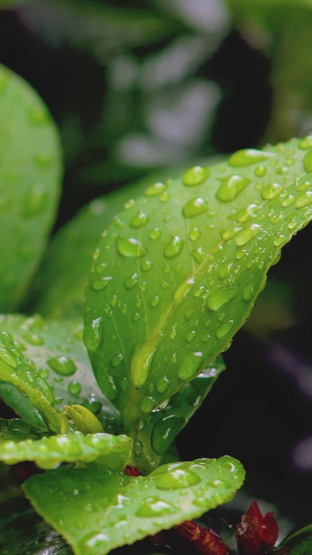 夏天雨后植物上的水滴水滴水滴视频的预览图