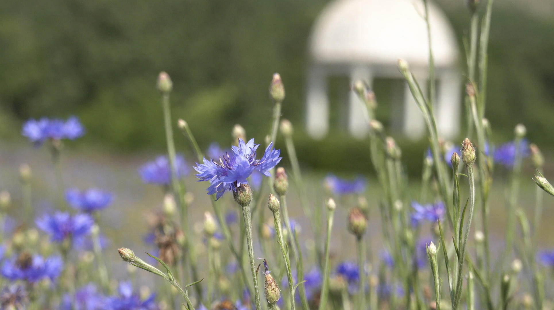 夏季自然风光盛开的香草4K视频合集视频的预览图