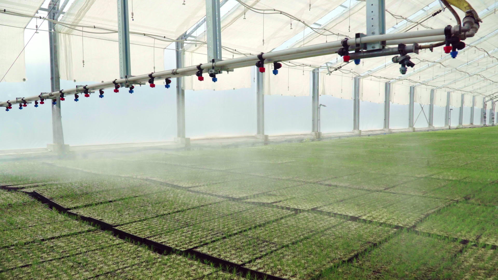 种植灌溉机在大温室的托盘中操纵幼苗视频的预览图