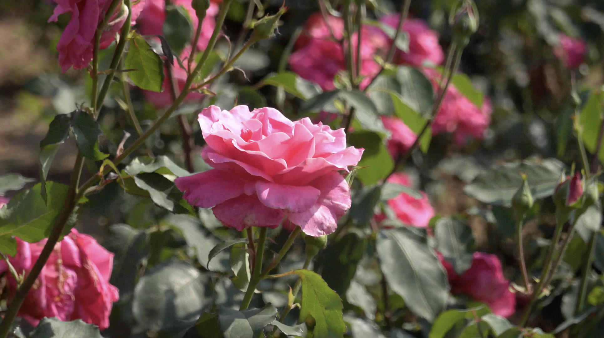 夏季自然风光盛开的玫瑰4K视频合集视频的预览图