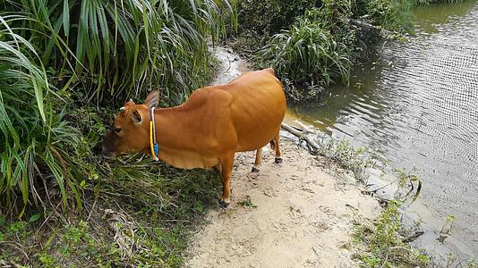 4K动物素材乡间田野吃青草的小牛犊视频视频的预览图