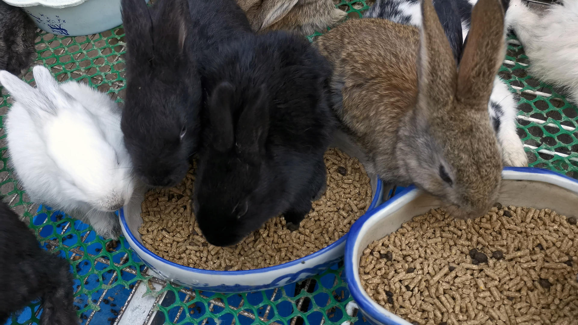 4K实拍兔子吃食视频的预览图