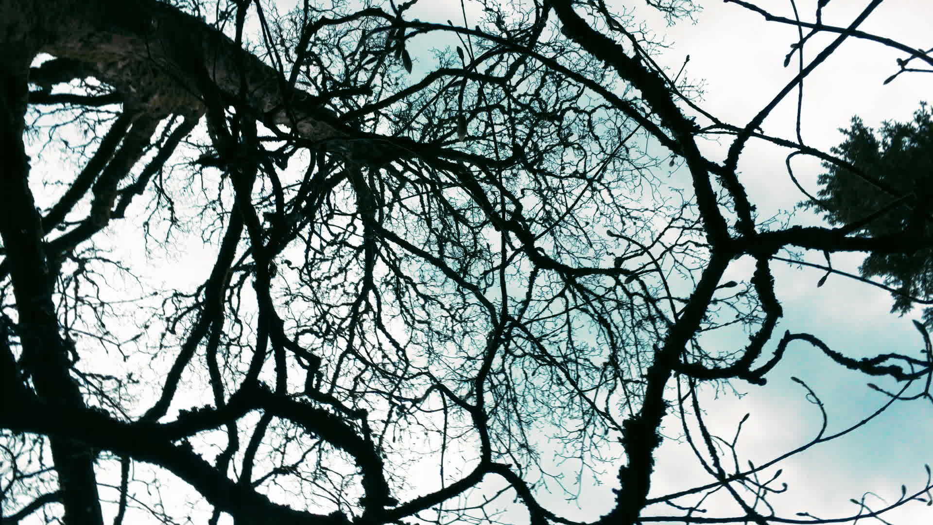 蓝天背景上的无叶树枝视频的预览图