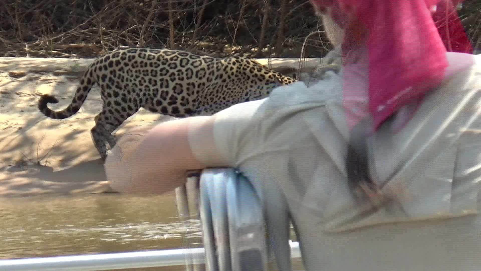 巨大的美洲豹沿着河岸移动视频的预览图