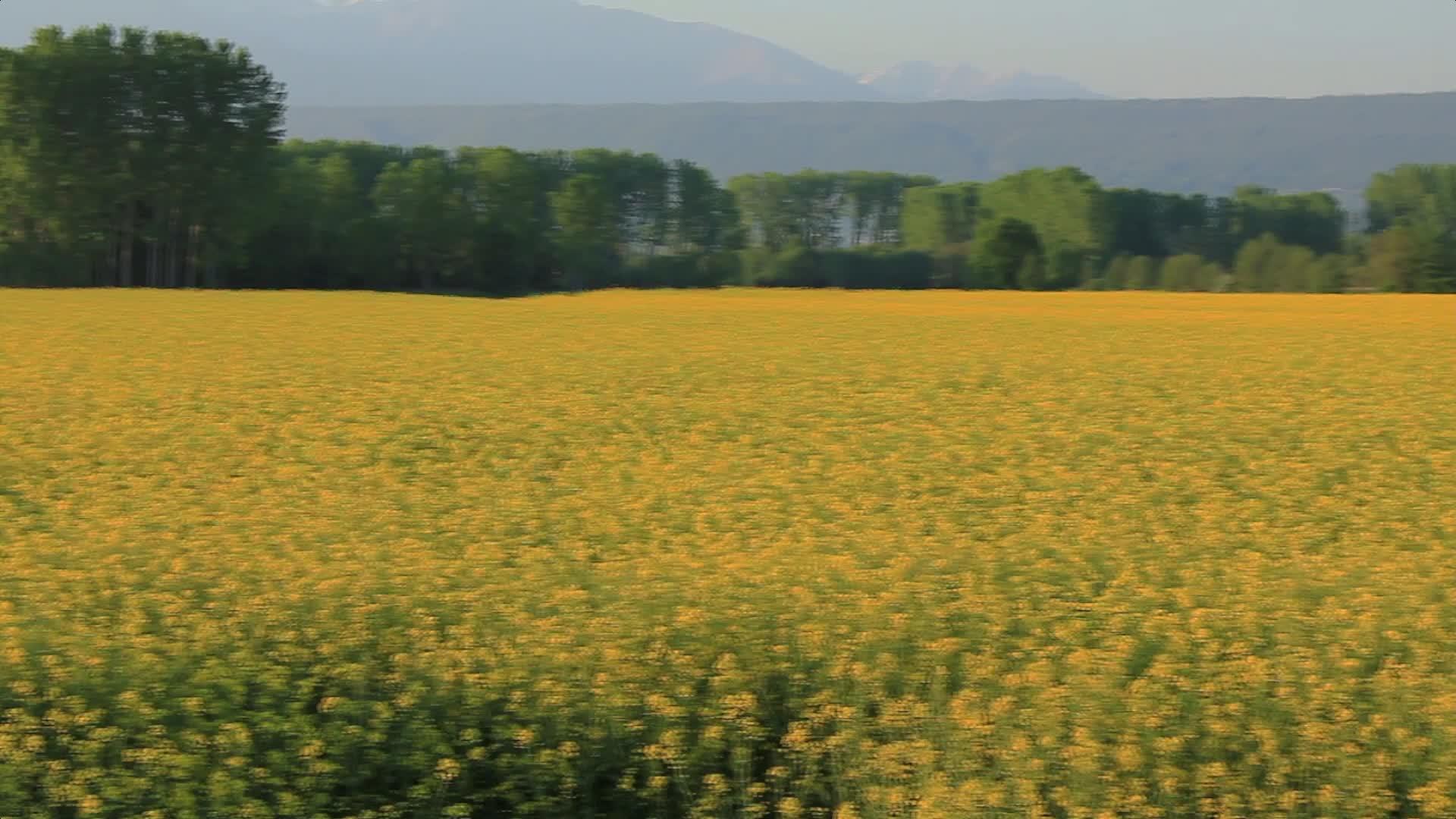 黄菜籽花田被太阳照亮移动缓慢视频的预览图