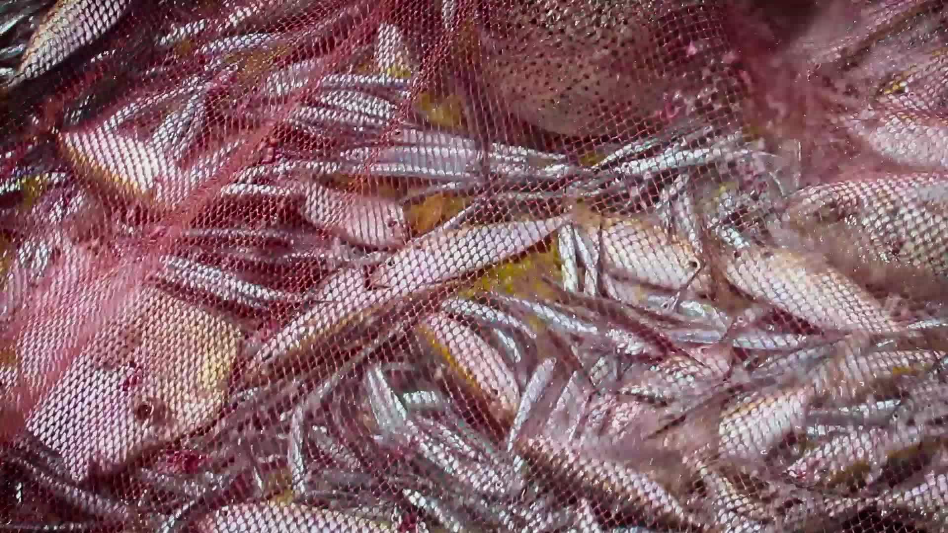 Srilanka鱼网捕鱼视频的预览图