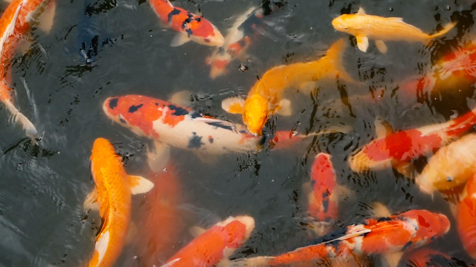 科伊鱼在传统的花园池塘中游泳视频的预览图