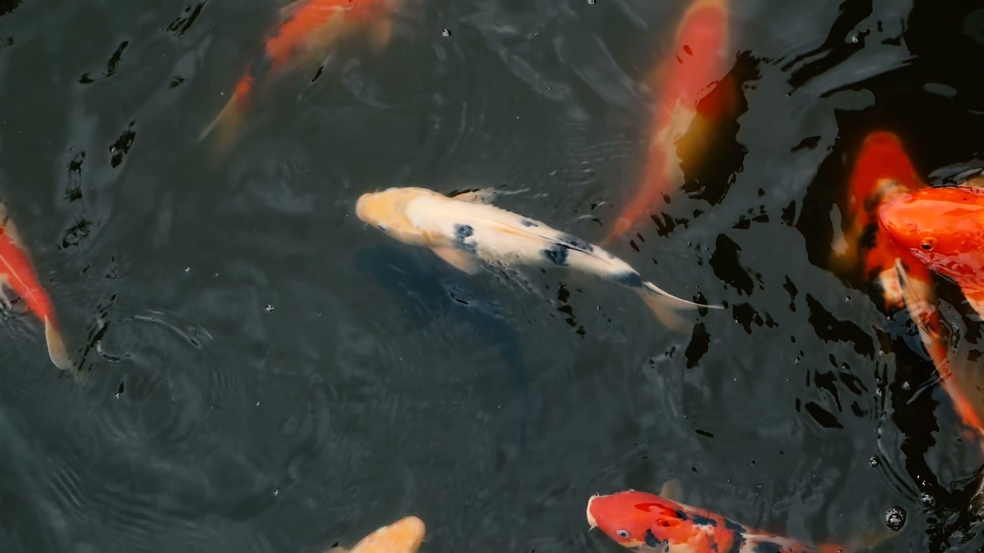 小鱼在传统的花园池塘里游泳视频的预览图