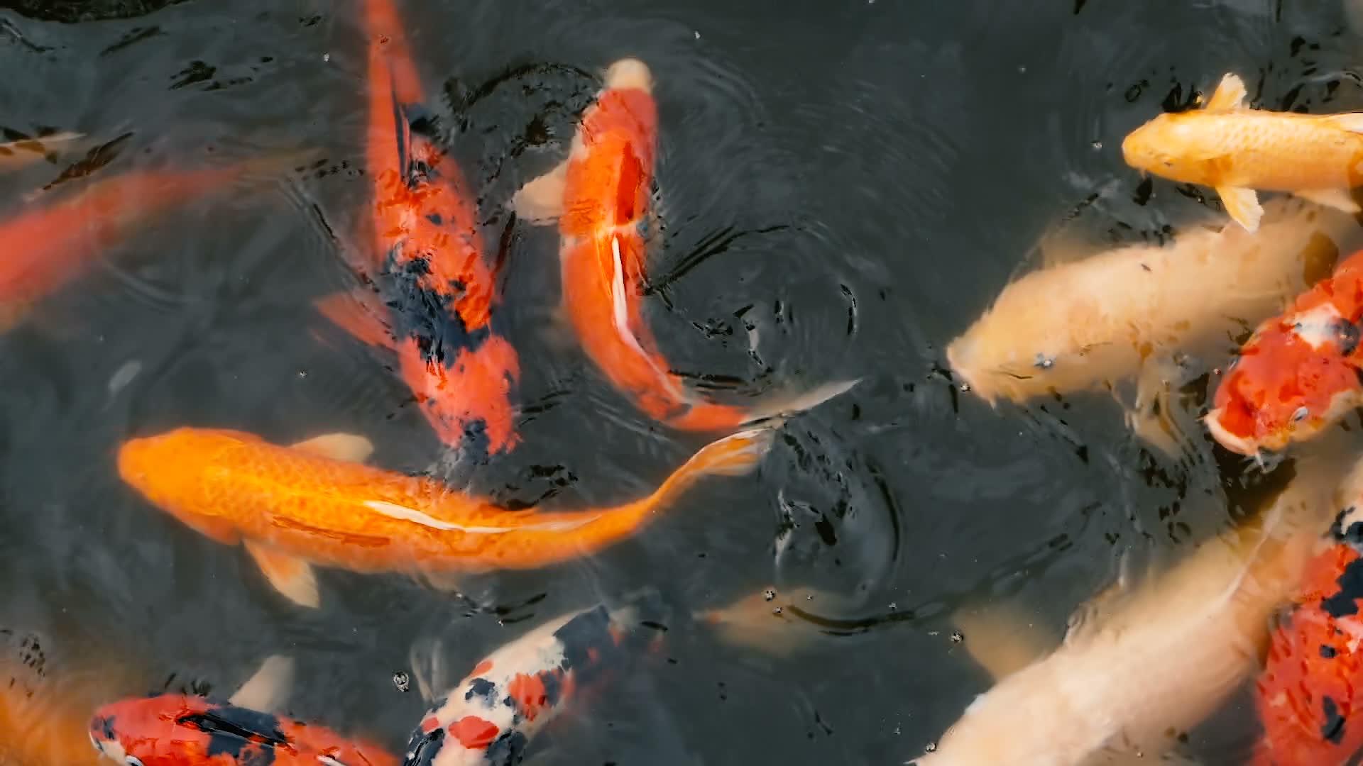 鲤鱼锦鲤鱼在花园池塘里视频的预览图