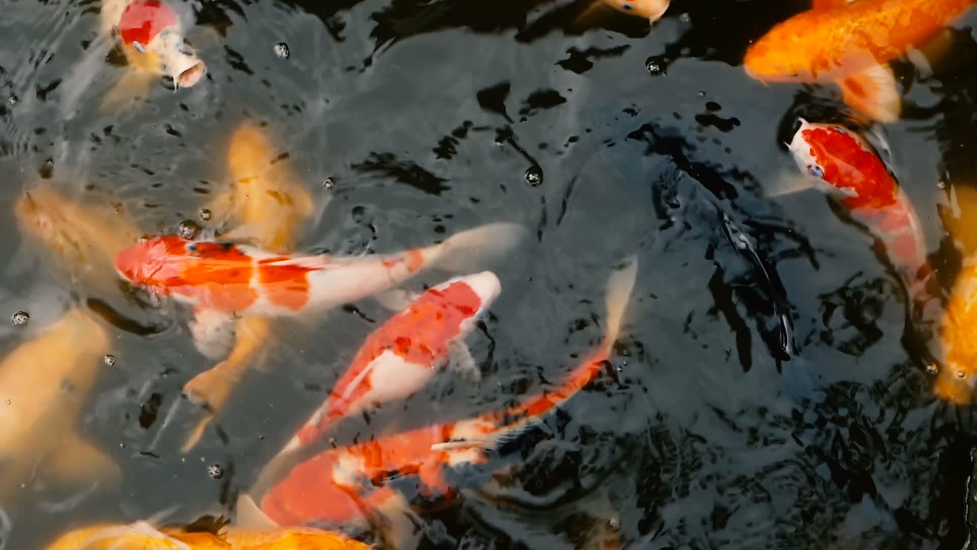 日本丰富多彩的科伊鱼在传统的花园池塘里游泳在水下雕刻花哨的雕刻视频的预览图