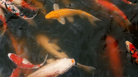 日本丰富多彩的科伊鱼在传统的花园池塘里游泳在水下雕刻花哨的雕刻视频的预览图