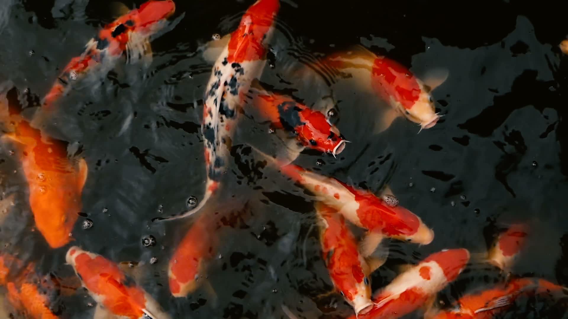 鱼在传统的花园池塘里游泳视频的预览图