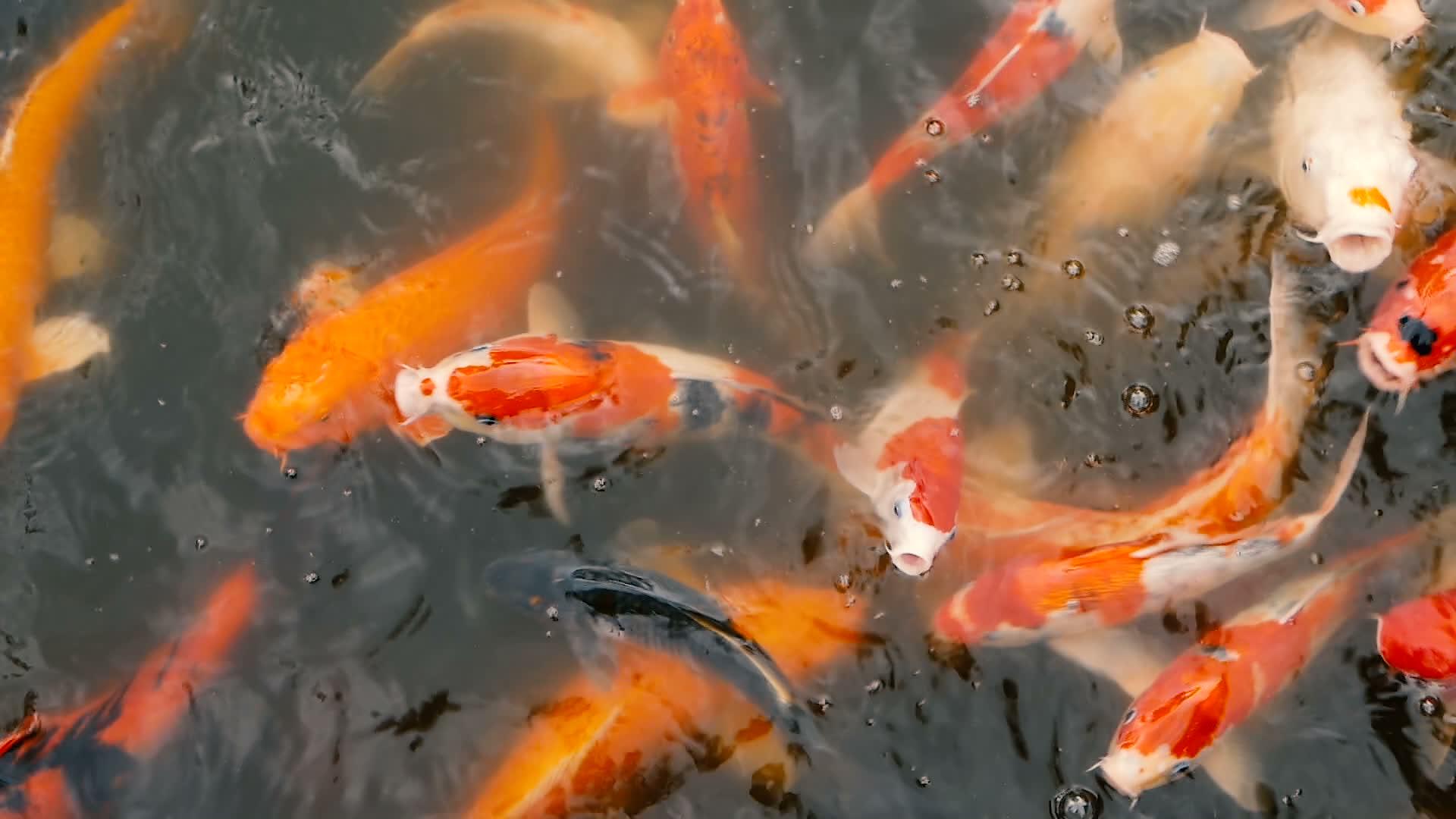 锦鲤鱼在花园池塘里视频的预览图