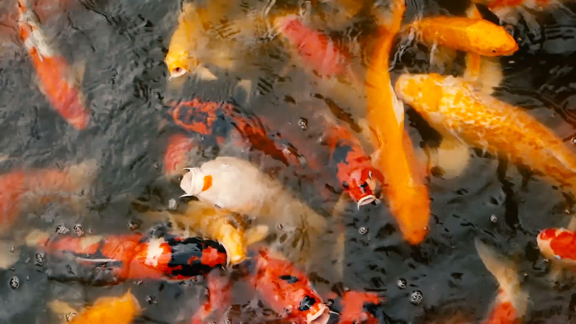 鱼在传统的花园池塘里游泳视频的预览图