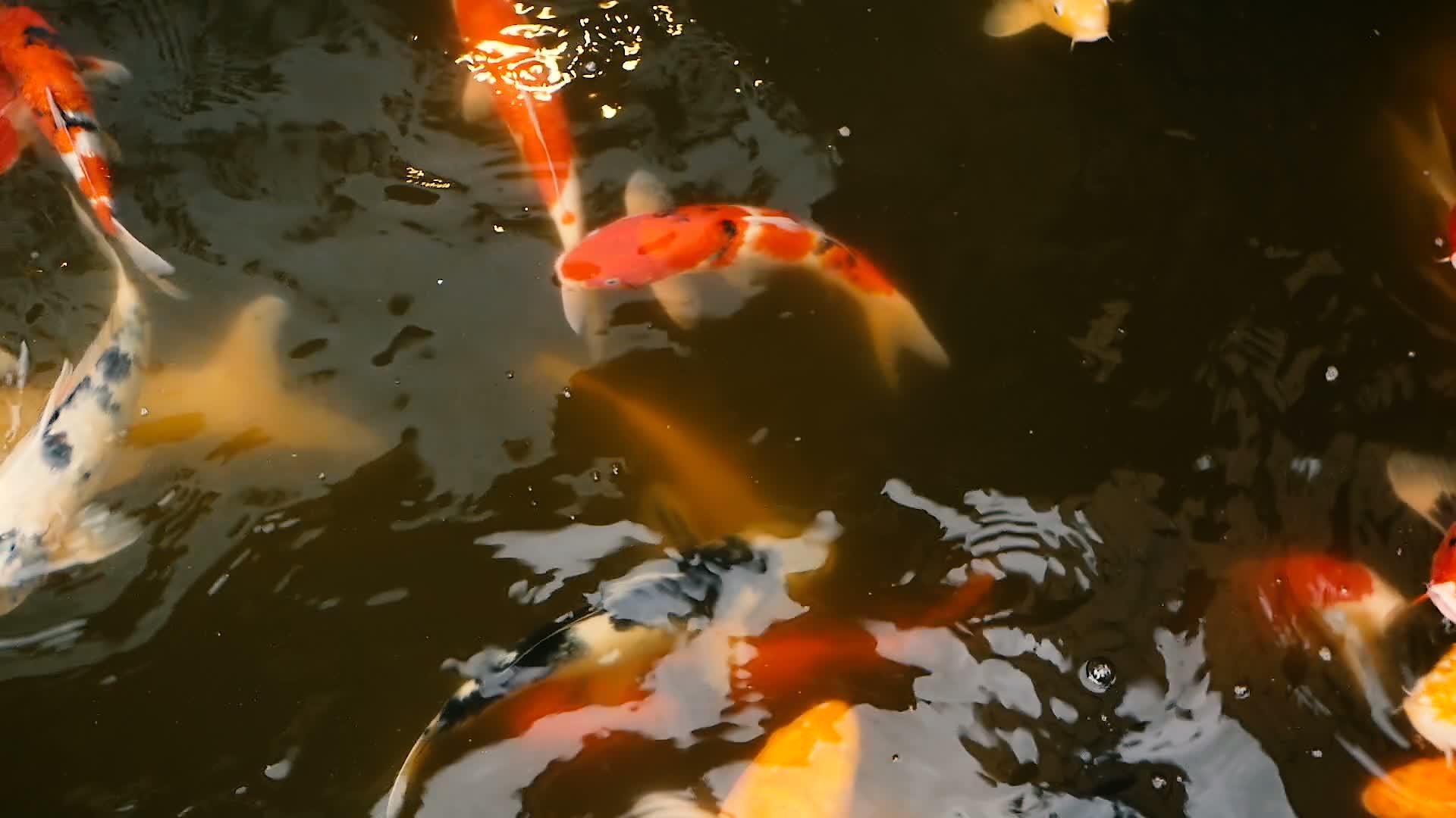 鲤鱼锦鲤鱼在传统的花园池塘里视频的预览图