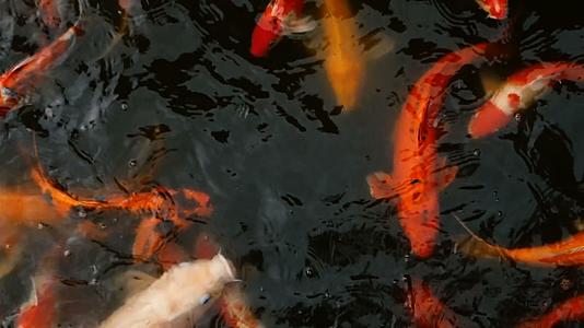 日本科伊鱼在池塘里游泳视频的预览图