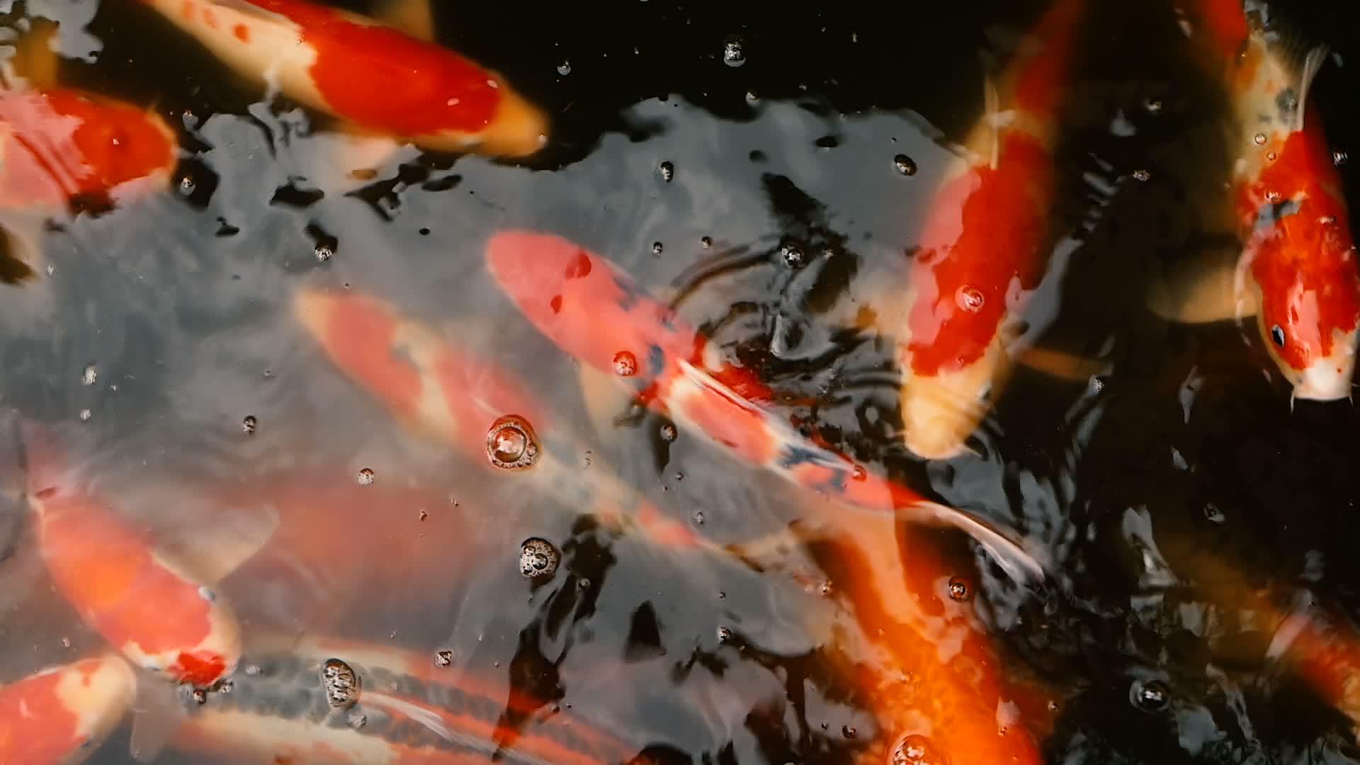 日本富伊鱼在花园池塘里游泳视频的预览图
