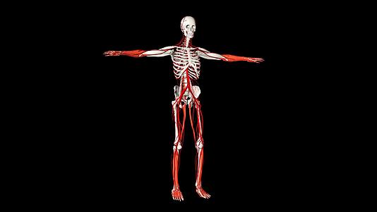 4K透明通道人体血管素材视频的预览图