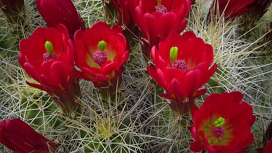 沙漠肉质植物刺猬仙人掌开花视频的预览图