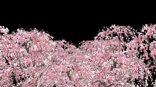 穿梭桃花树镜头视频的预览图