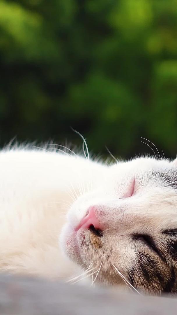 室外草坪上可爱的装睡猫咪宠物猫素材视频的预览图