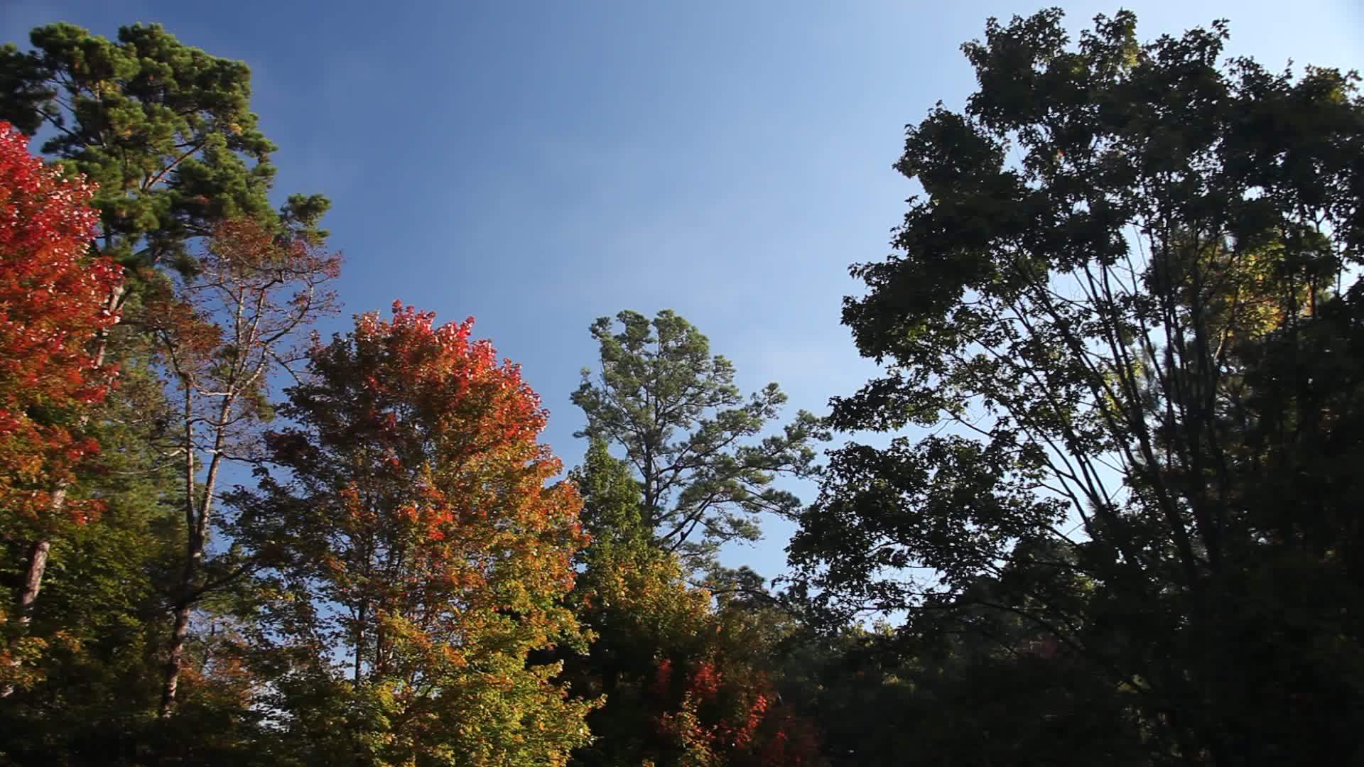 阿肯色州的树林视频的预览图