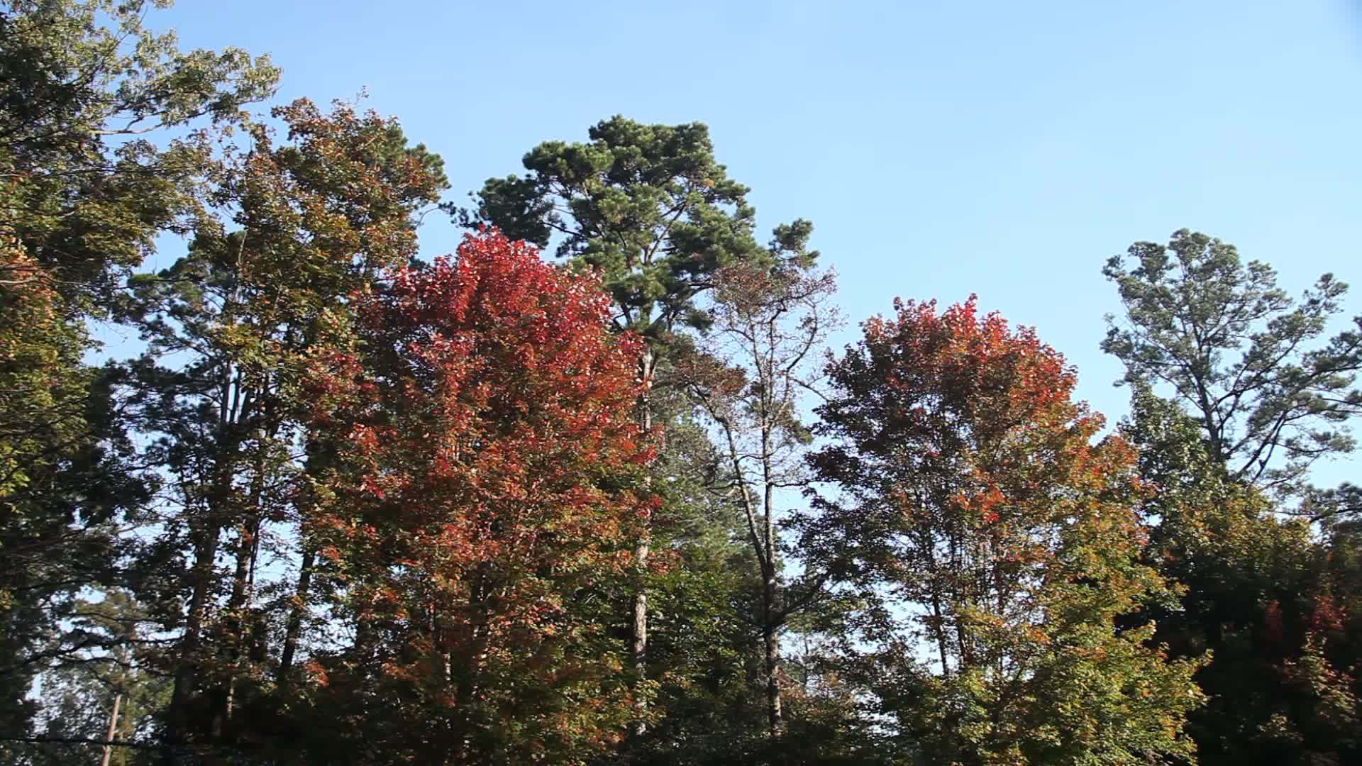 多彩树木视频的预览图