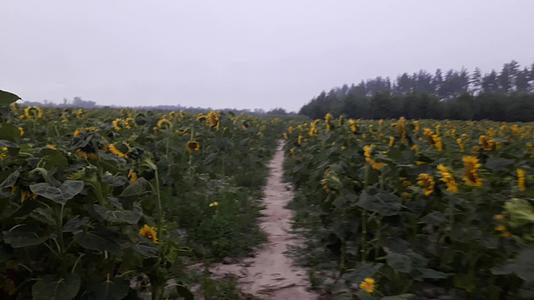 田野里的向日葵和蔬菜园在风中摇曳视频的预览图