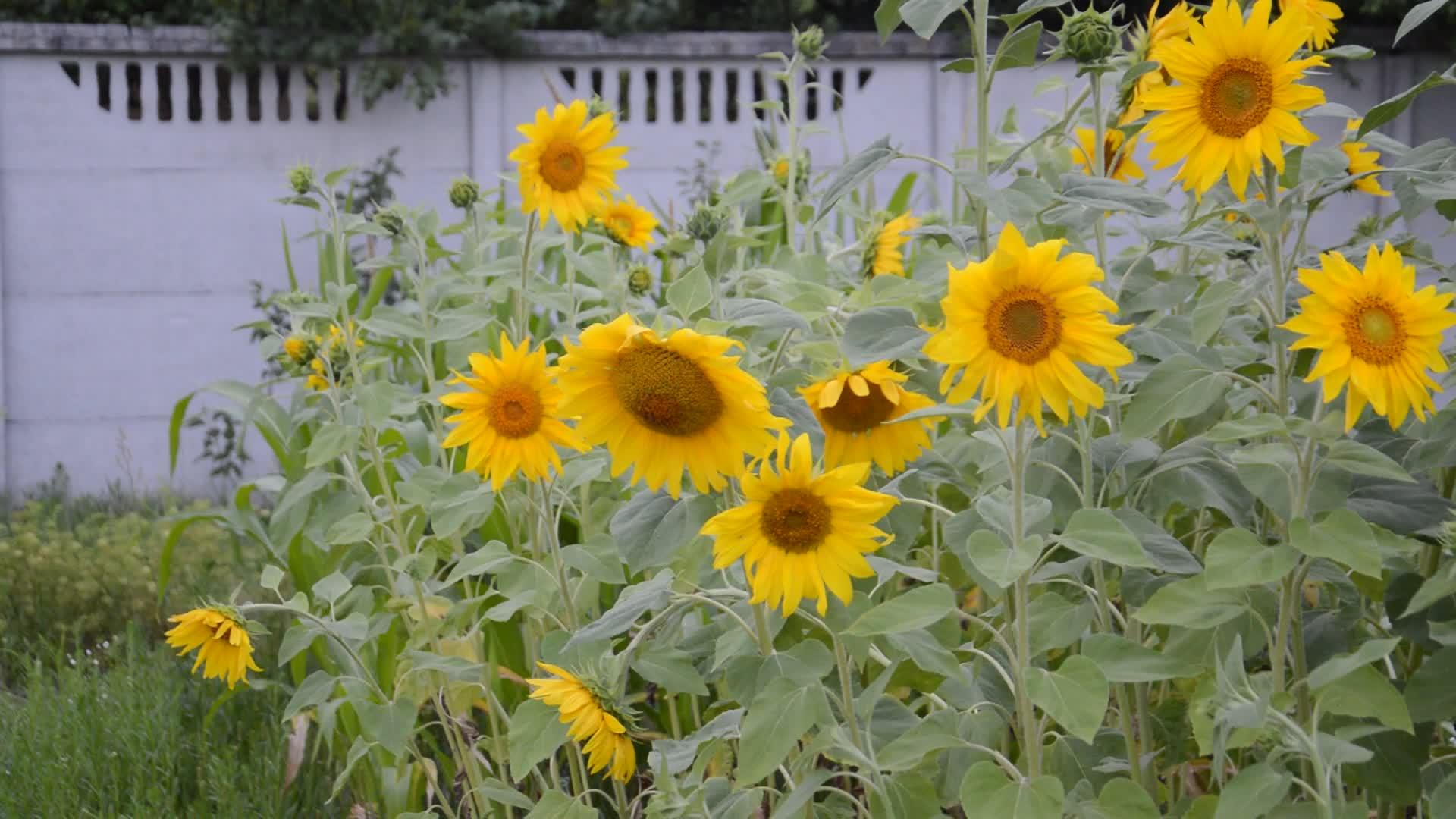 田野里的向日葵和蔬菜园在风中摇曳视频的预览图