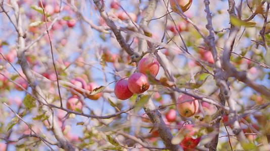 美味的红苹果躺在旁边挂在树枝上在苹果园里随风轻轻飘动模糊的背景视频的预览图