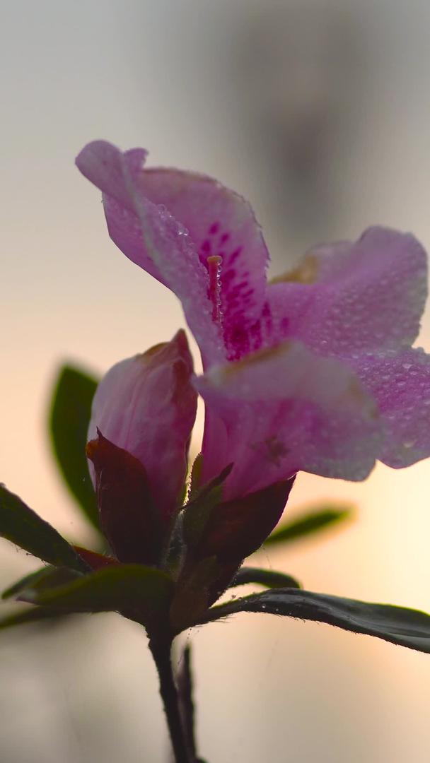 春夏花卉植物逆光摄影视频的预览图
