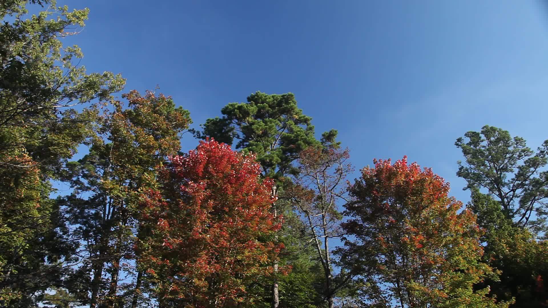 多彩的树木在阿肯色州坠落期间视频的预览图
