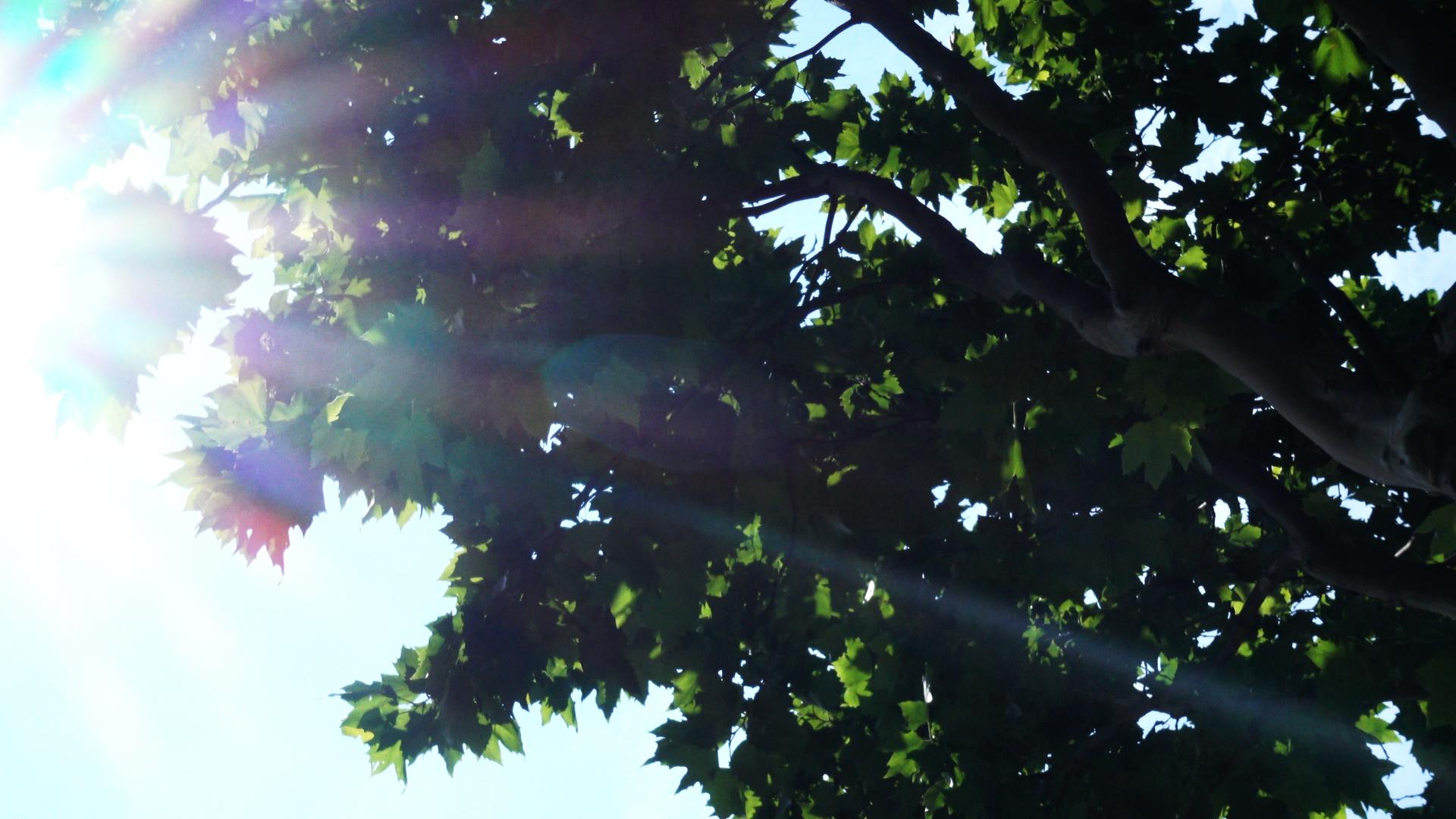 烈日阳光照耀下的树叶和泡泡4K实拍视频的预览图