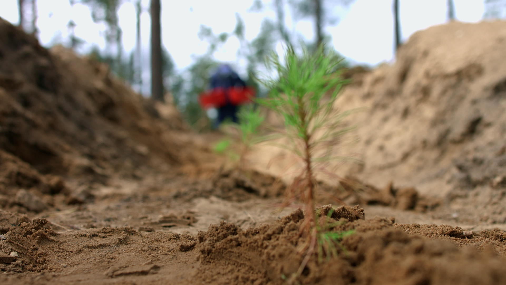 人们在地上种植小松树苗视频的预览图