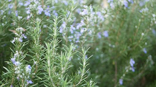 迷迭香丹参草本植物在美国加利福尼亚花园春天的草甸浪漫晨风芬芳的鼠尾草细腻纯绿春天的新鲜花园或视频的预览图