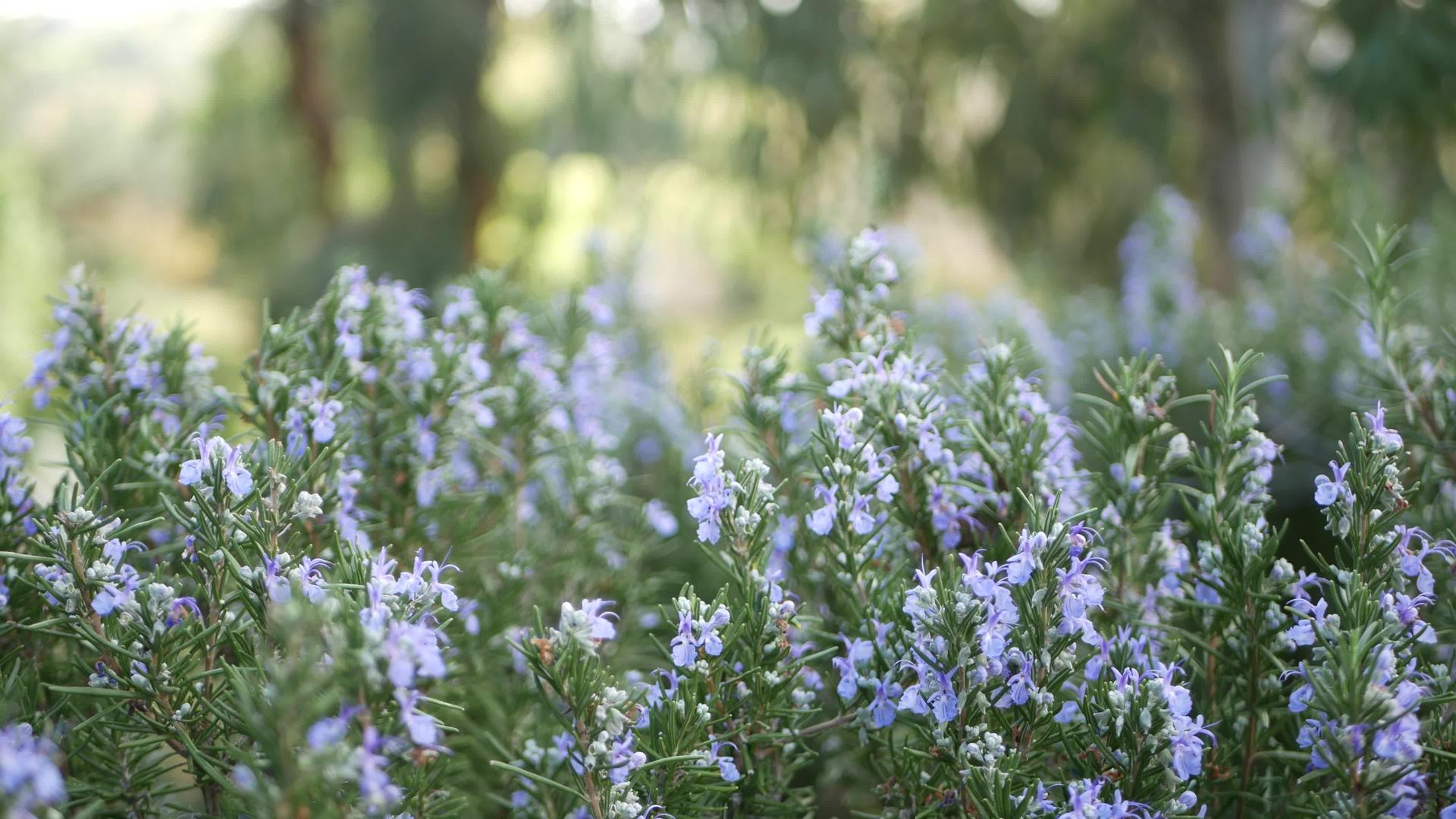 迷迭香丹参草本植物在美国加州花园视频的预览图