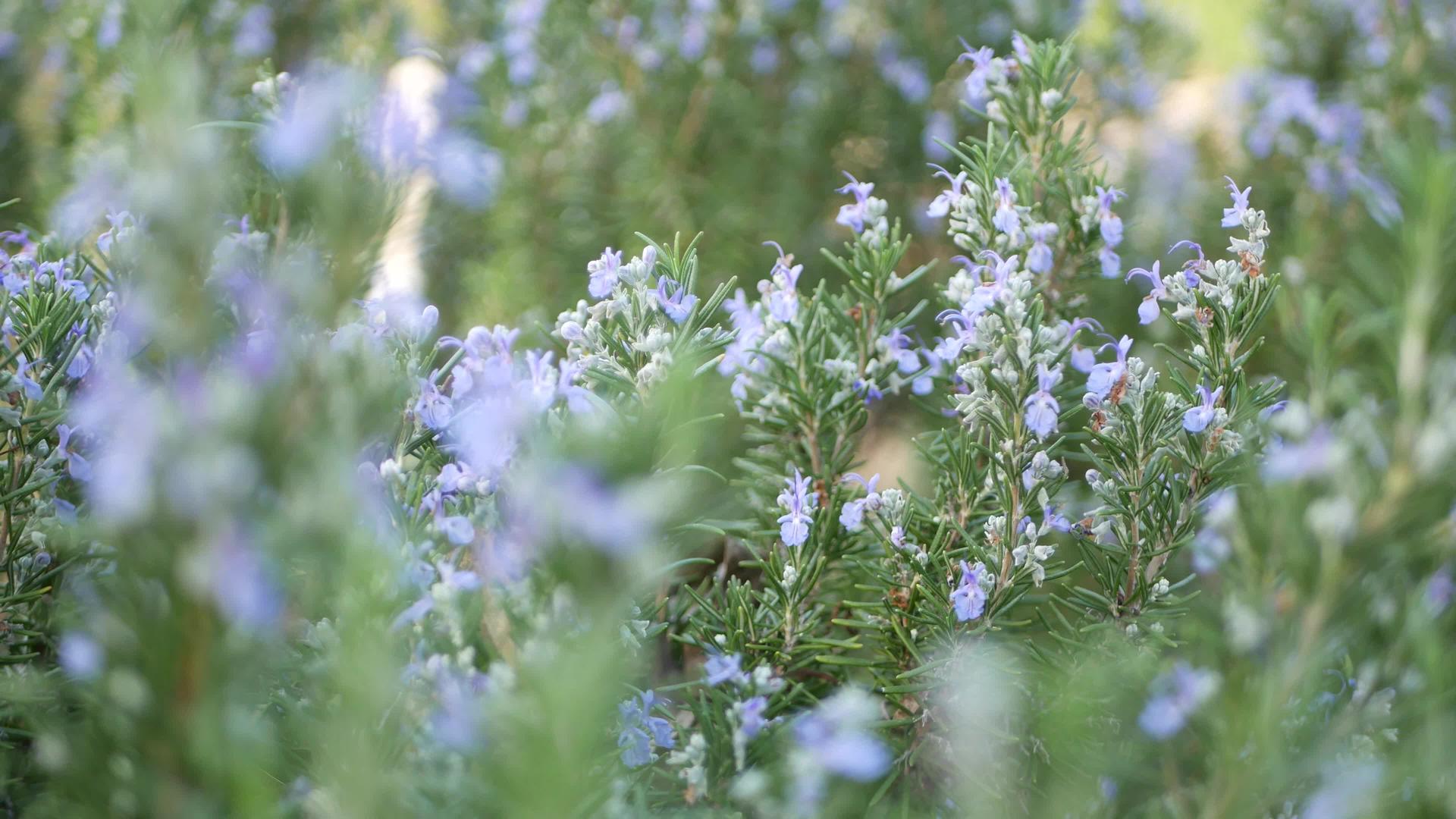 迷迭香丹参草本植物在美国加州花园视频的预览图