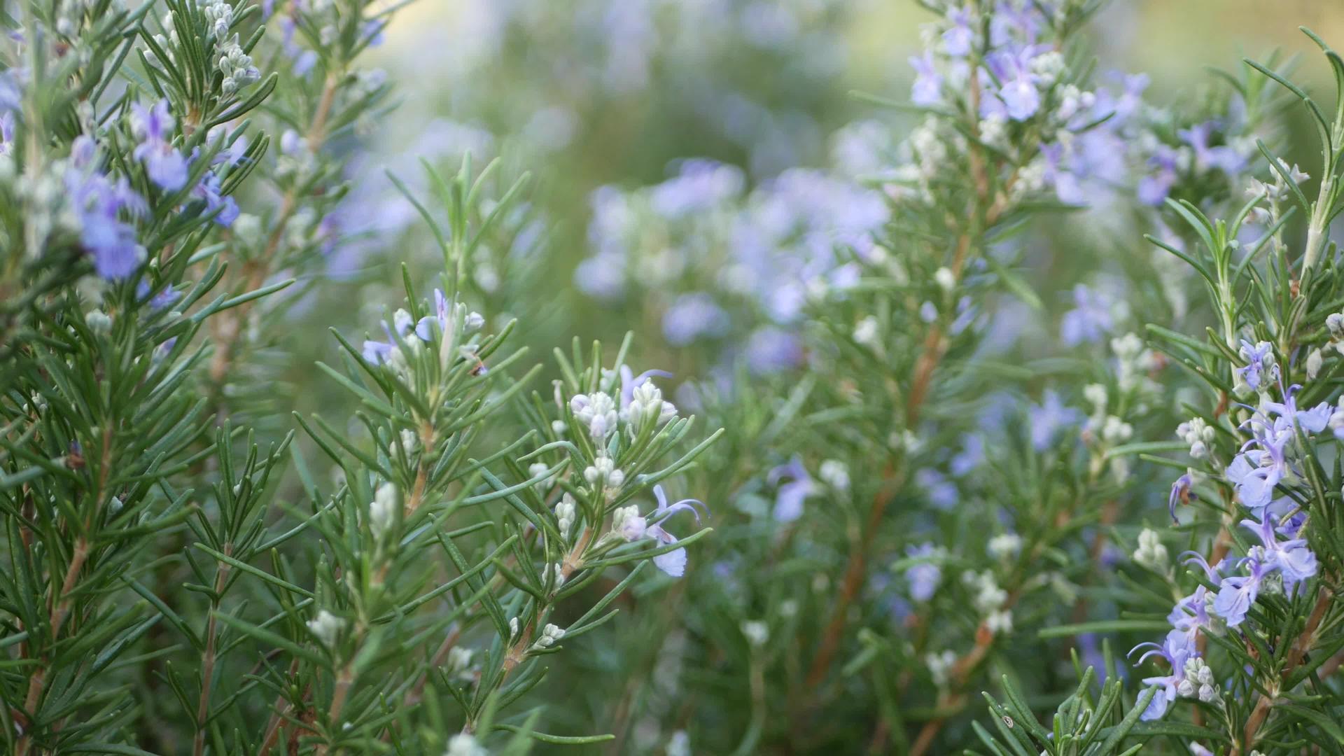 迷迭香丹参草本植物在美国加利福尼亚花园春天的草甸浪漫晨风芬芳的鼠尾草细腻纯绿春天的新鲜花园或视频的预览图
