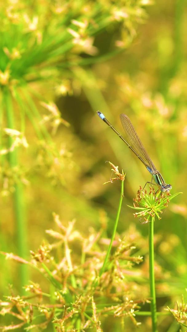 夏天的花丛中蜻蜓视频的预览图