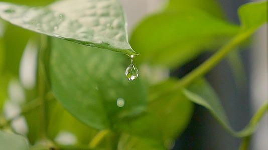 绿萝-绿叶水滴滴落实拍视频的预览图