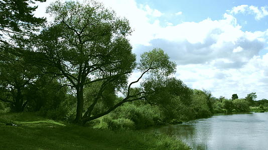 河流大树林和在岸边种植绿草的全景视频的预览图