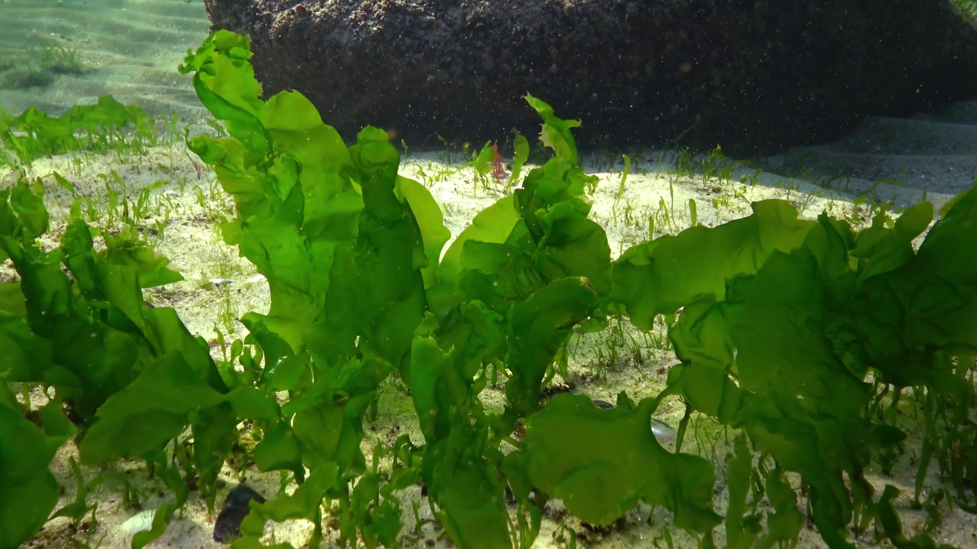 绿藻在岩石上的海底生长海藻可以从水的运动中听到视频的预览图