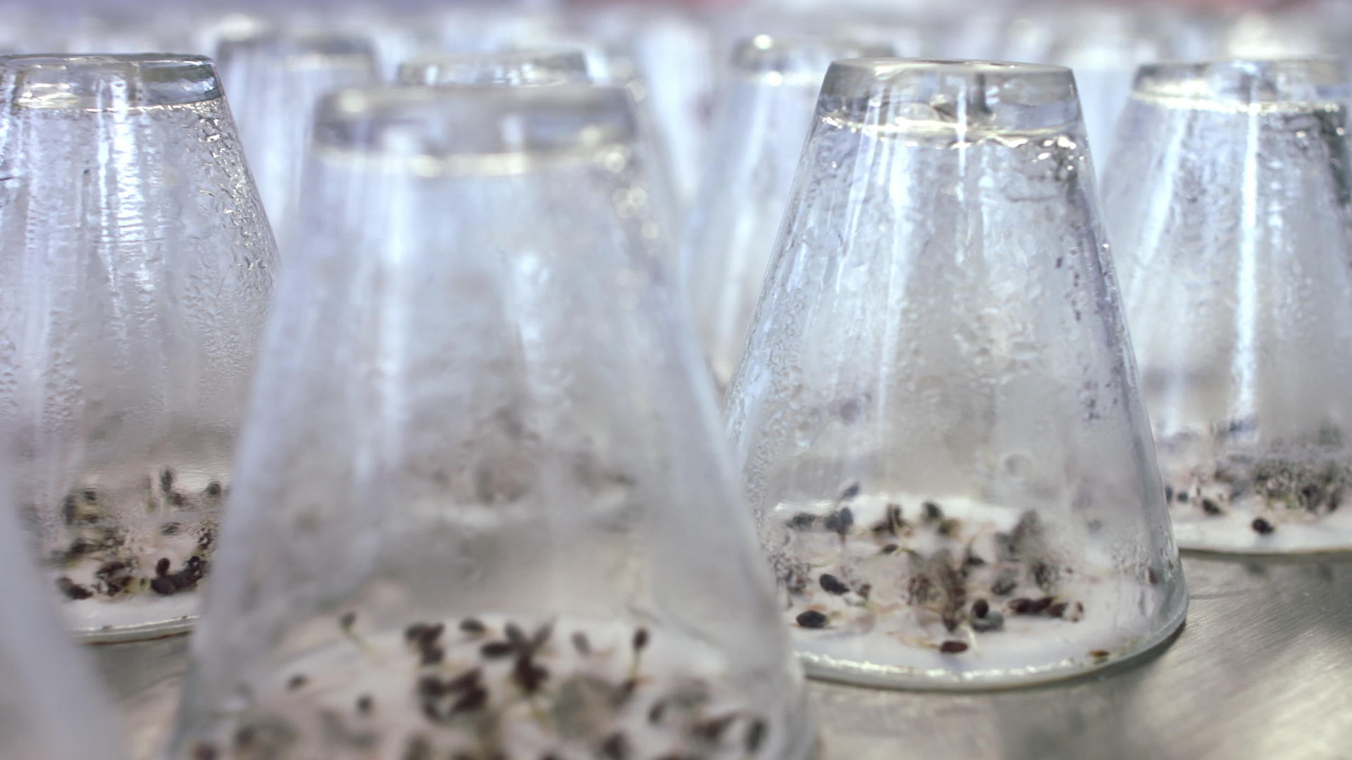 植物幼苗生长在实验室的玻璃容器下视频的预览图